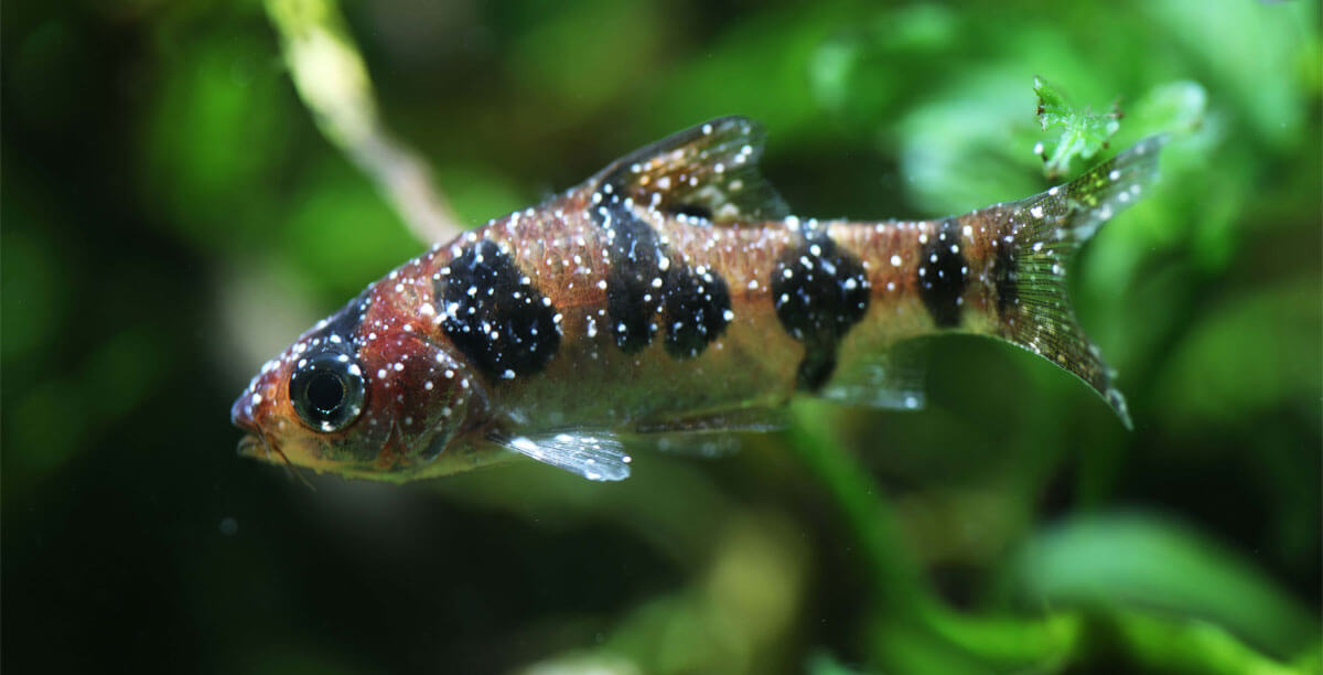 Weißpünktchenkrankheit bei Fischen